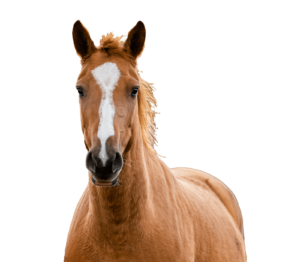 ruskea-valkoinen-hevonen