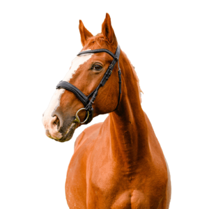 punaisenruskea-hevonen