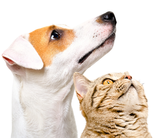 AdobeStock_254907464_Preview-removebg-preview