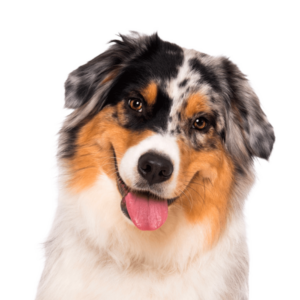 kategoria9-1-600x600