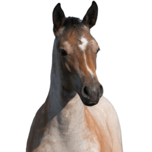 AdobeStock_300540310-1-600x600