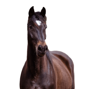 tumma-hevonen-600x600