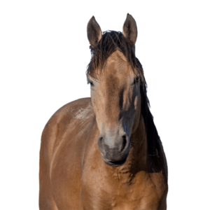 ruskea-hevonen-600x600