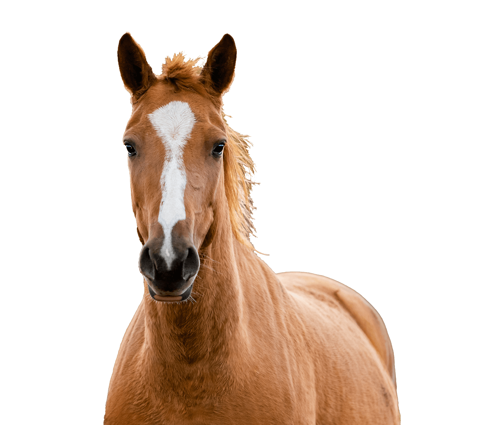 ruskea-valkoinen-hevonen-e1727772385844.png